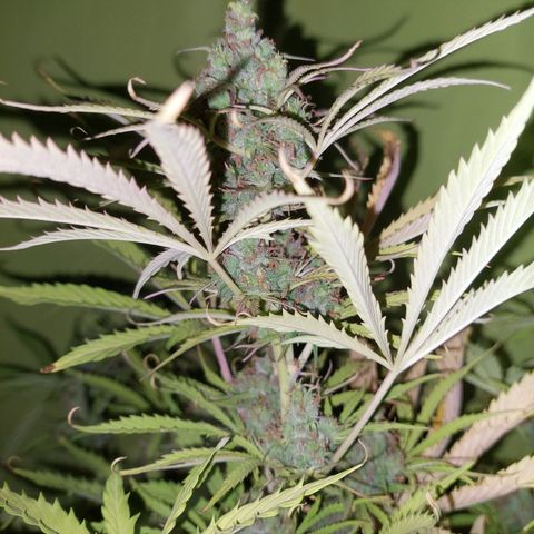 Jack herer growlog timeline photo