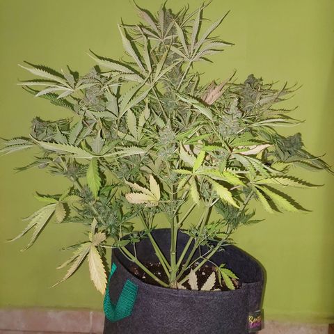 Jack herer growlog timeline photo