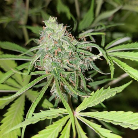 Jack herer growlog timeline photo