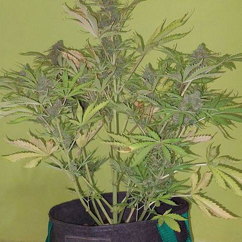 Jack herer growlog timeline photo