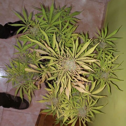 Jack herer growlog timeline photo
