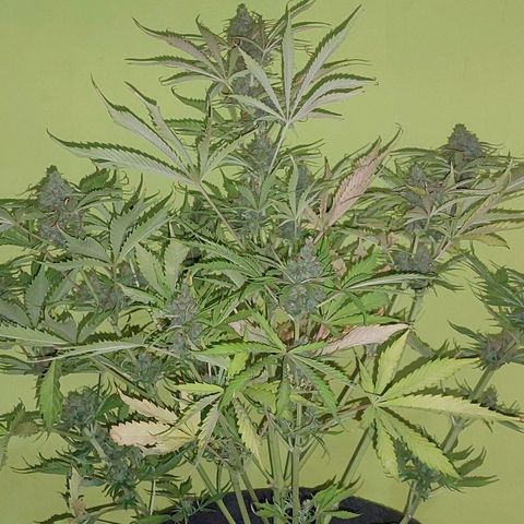 Jack herer growlog timeline photo