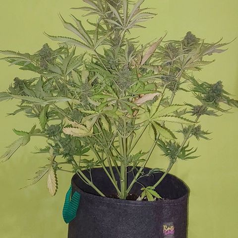 Jack herer growlog timeline photo