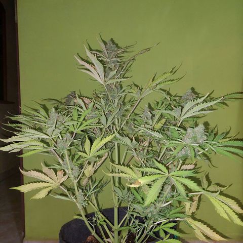 Jack herer growlog timeline photo