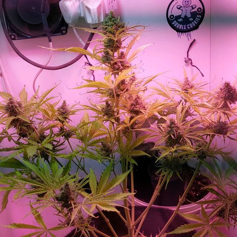Jack herer growlog timeline photo