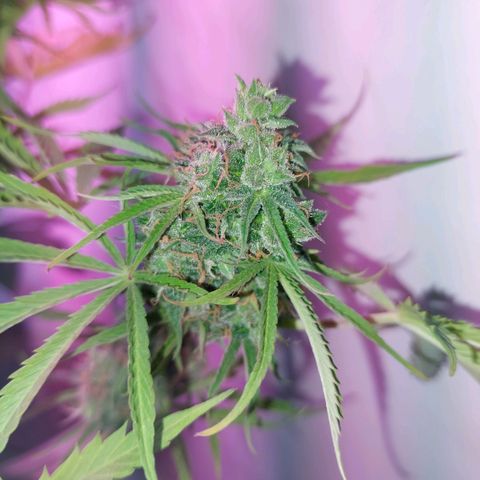 Jack herer growlog timeline photo