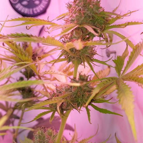 Jack herer growlog timeline photo