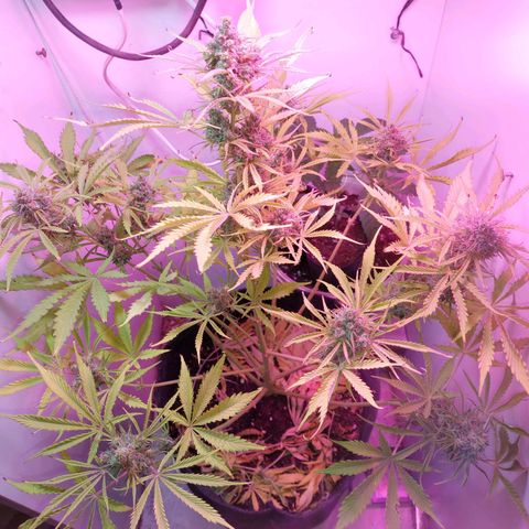 Jack herer growlog timeline photo