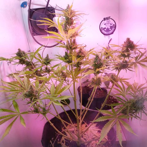 Jack herer growlog timeline photo