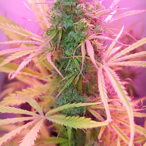 Jack herer growlog timeline photo
