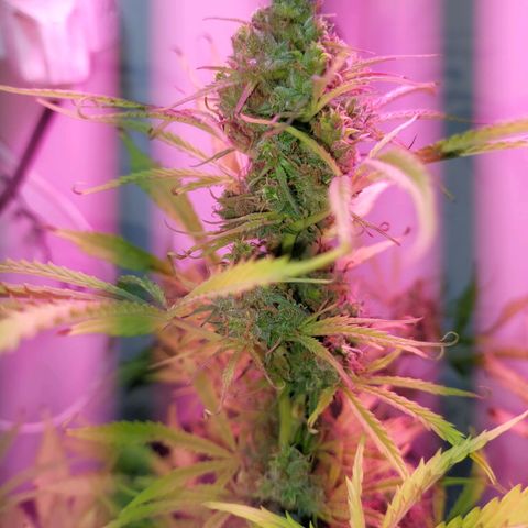 Jack herer growlog timeline photo