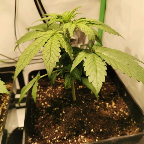 Red Purps #1 growlog timeline photo