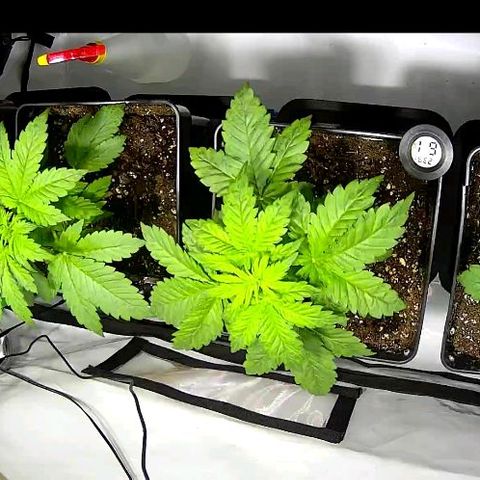 Red Purps #1 growlog photo: Wachstum on fleek. 