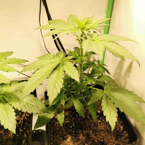 Red Purps #1 growlog timeline photo