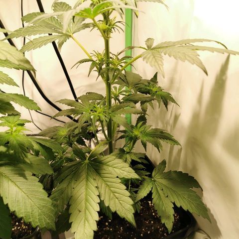 Red Purps #1 growlog timeline photo