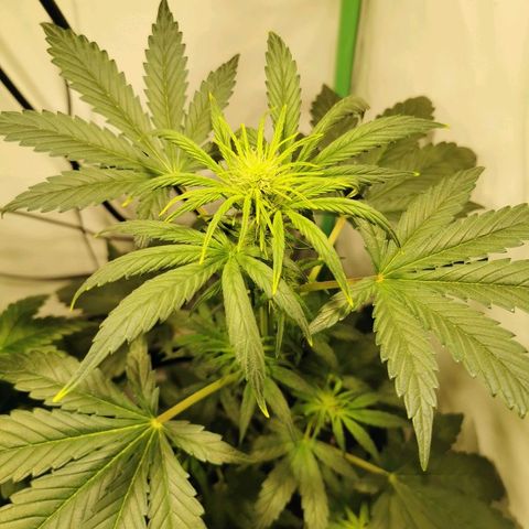Red Purps #1 growlog timeline photo