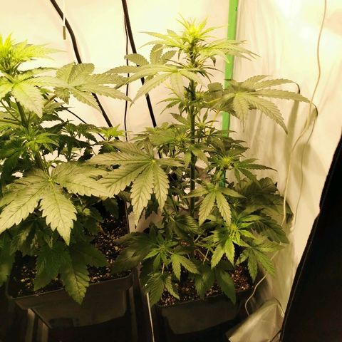 Red Purps #1 growlog photo: 51 cm