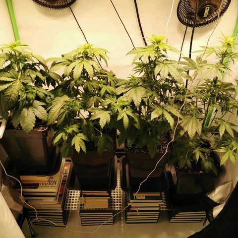 Red Purps #1 growlog timeline photo