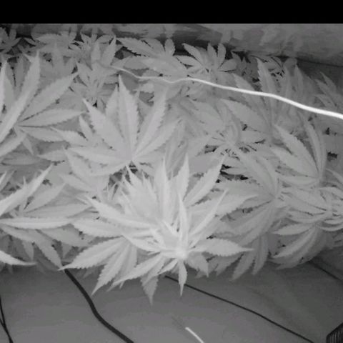 Red Purps #1 growlog photo: Red Purps #2 lässt nachts Blätter hängen. Prüfen. 
