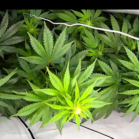Red Purps #1 growlog photo: Alles wieder ok. 