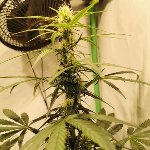 Red Purps #1 growlog photo: Headbudbildung. 
