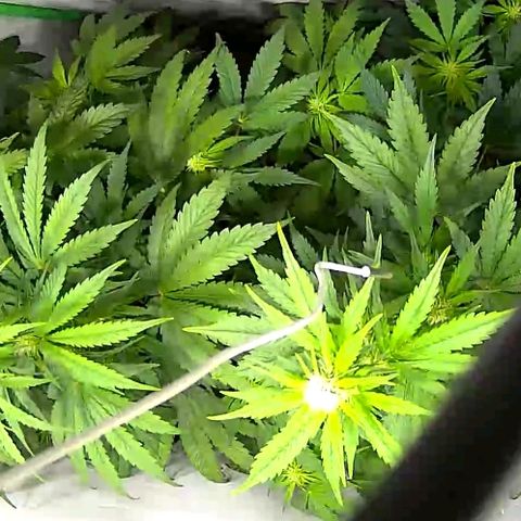 Red Purps #1 growlog photo: Steht aber immer wieder auf 😀
