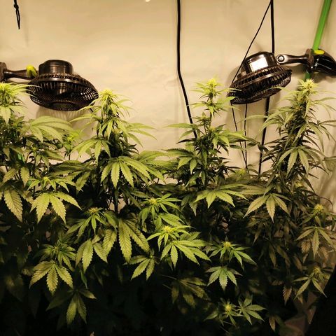 Red Purps #1 growlog photo: Full Throttle. 