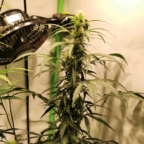 Red Purps #1 growlog photo: Budding. 