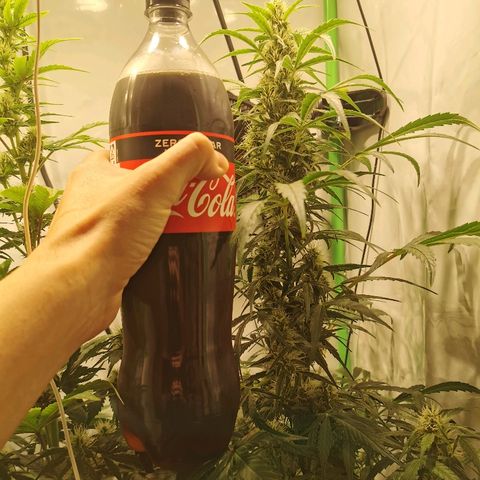 Red Purps #1 growlog photo: Fat Colas. 