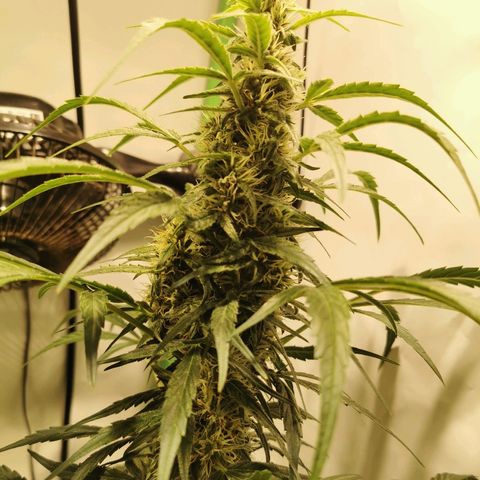 Red Purps #1 growlog photo: Joe Budden. 