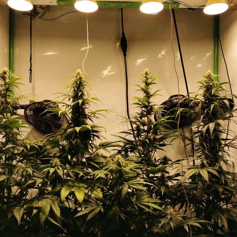 Red Purps #1 growlog photo: Rasselbande. 