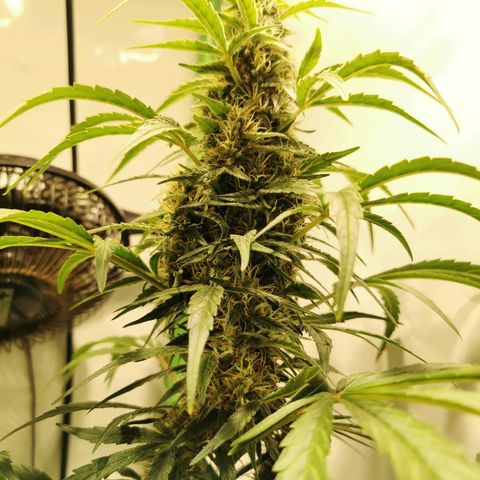 Red Purps #1 growlog timeline photo