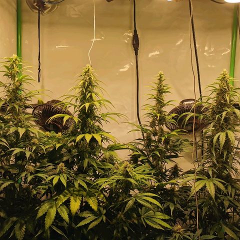 Red Purps #1 growlog photo: 😎