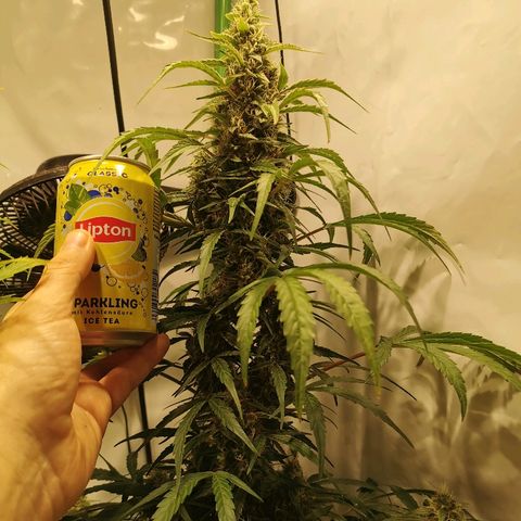 Red Purps #1 growlog timeline photo
