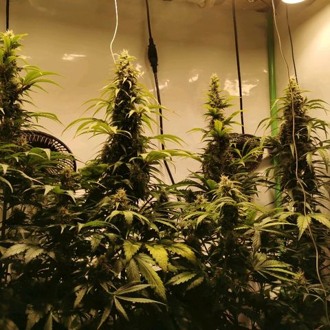 Red Purps #1 growlog timeline photo