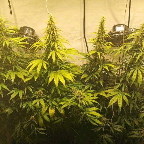Red Purps #1 growlog timeline photo