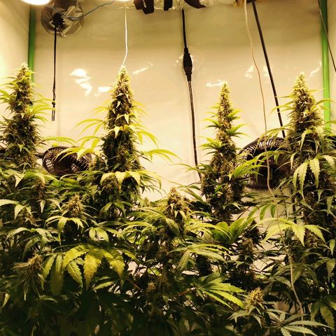 Red Purps #1 growlog timeline photo