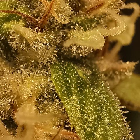 Red Purps #1 growlog photo: Noch ein bisschen. 