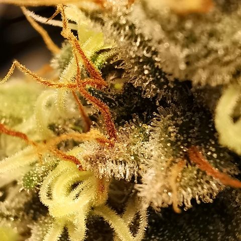 Red Purps #1 growlog timeline photo