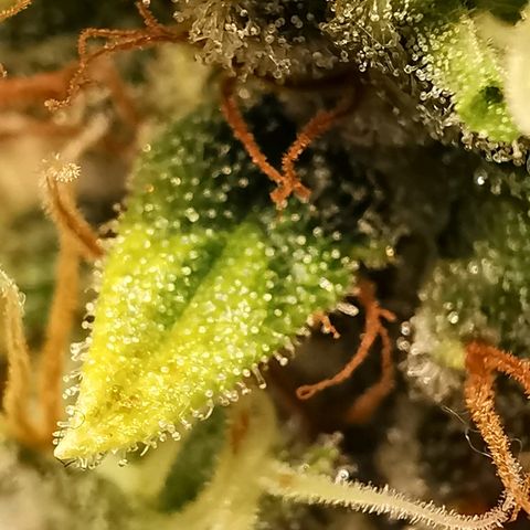 Red Purps #1 growlog timeline photo
