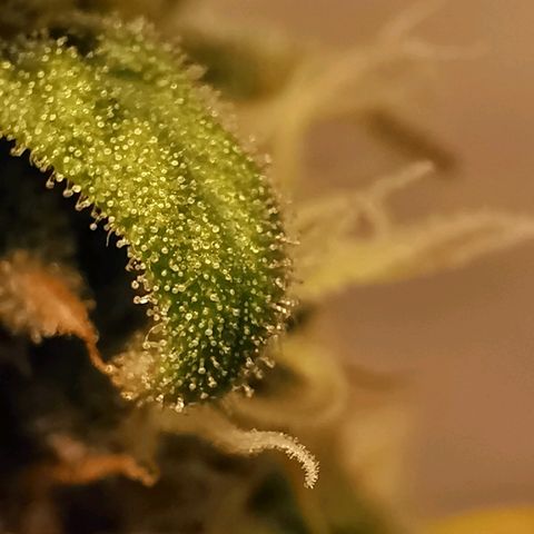 Red Purps #1 growlog timeline photo