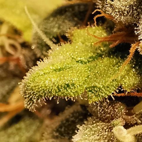 Red Purps #1 growlog timeline photo