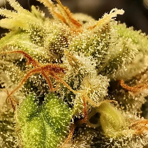 Red Purps #1 growlog timeline photo