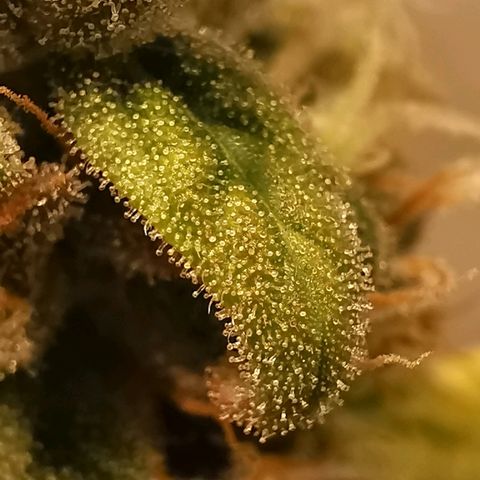 Red Purps #1 growlog timeline photo