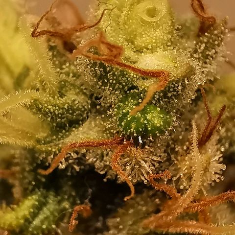 Red Purps #1 growlog timeline photo