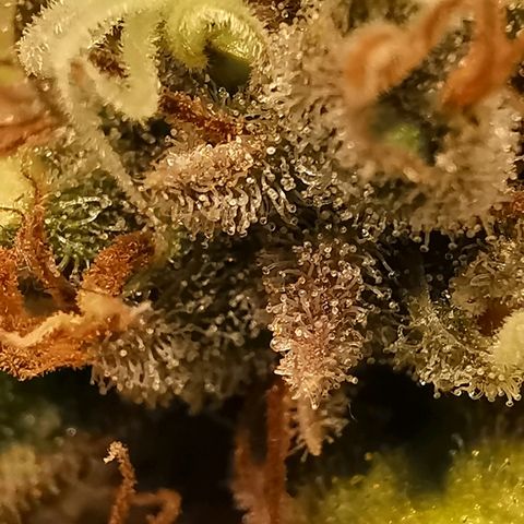 Red Purps #1 growlog timeline photo