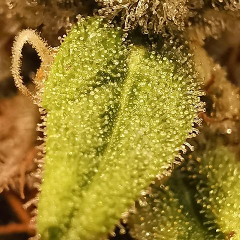 Red Purps #1 growlog timeline photo