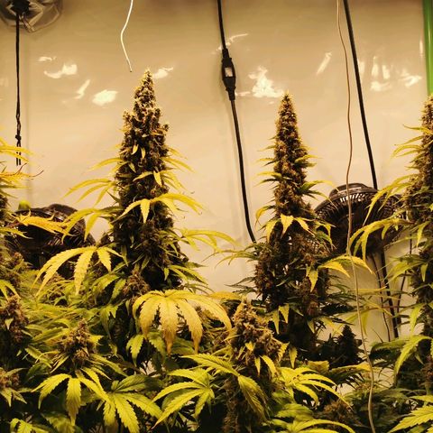 Red Purps #1 growlog timeline photo