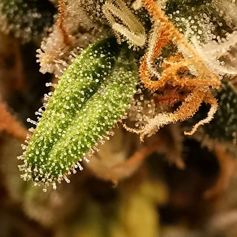 Red Purps #1 growlog timeline photo