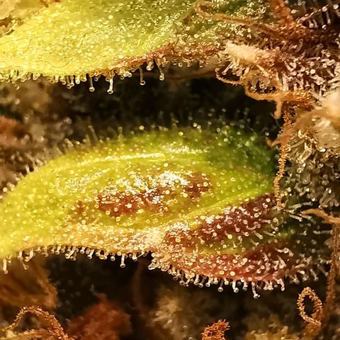 Red Purps #1 growlog timeline photo